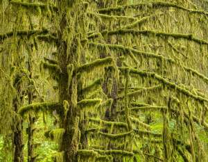 Moss draped trees in the Hoh temperate rain forest. Olympic  National Park