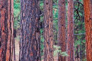 Old Growth Ponderosa Pines