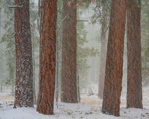 Old Growth Ponderosa Pines in Storm