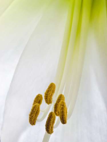 Closeup of Amaryllis lily flower showing pistal, petals, stamen